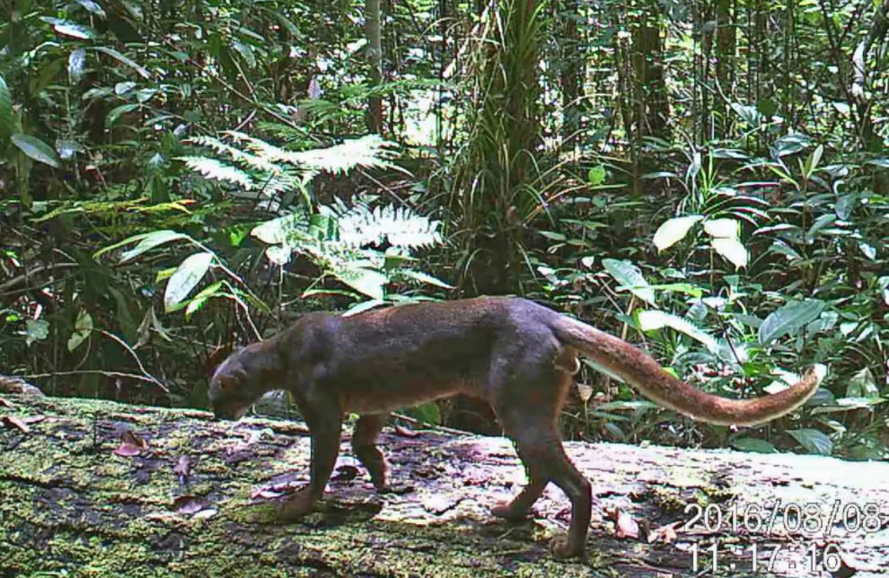 Imagen de una cámara trampa de un gato de Borneo, en peligro de extinción. Endémico de la isla de Borneo, este felino sigue frustrando a los investigadores que intentan rastrear sus movimientos y conducta, por lo cual estas imágenes son difíciles de conseguir. (Imagen cortesía de SFD, IZW, Panthera).