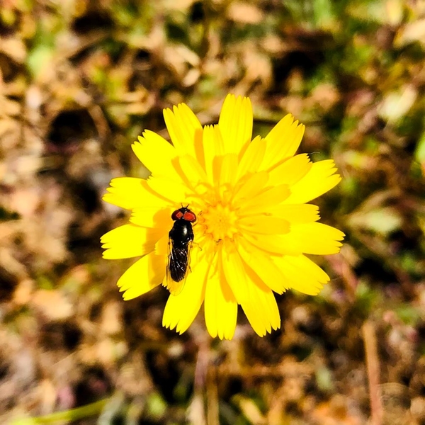 Insecto nativo en flor amarilla ©Francisco Fontúrbel