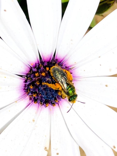 Insecto nativo en flor ©Francisco Fontúrbel