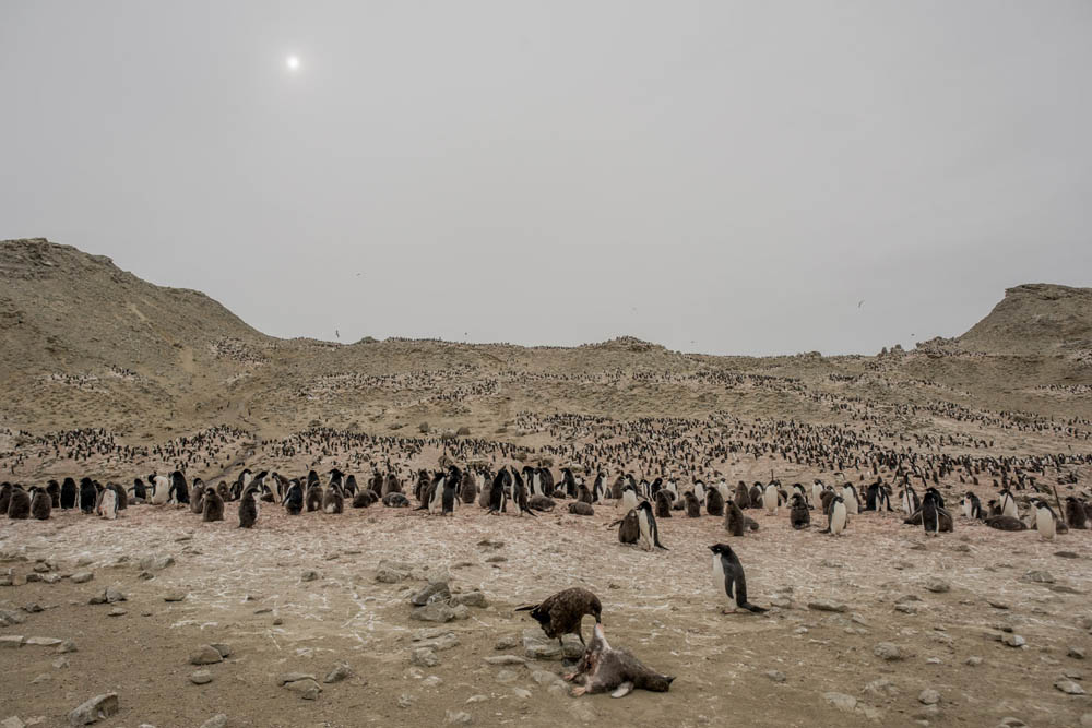 Un skua comiendo un polluelo que acaba de matar en una colonia de pingüinos Adelia en Penguin Point de la isla Seymour, Antártida, el 24 de enero de 2022.