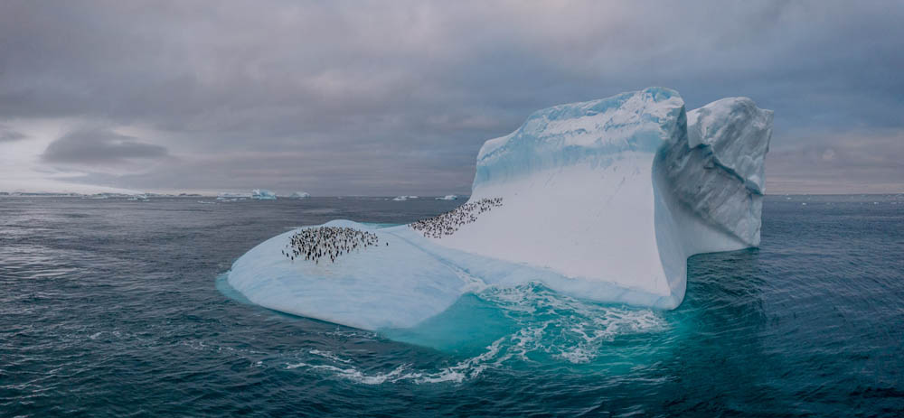 Fotografía ortomosaica de un iceberg con pingüinos Adelia cerca de la isla Paulet, hogar de una de las colonias Adelia más grandes de la Antártida, el 2 de febrero de 2022.