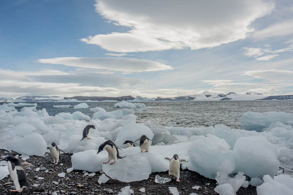 Pingüinos Adelia llegando a su colonia en la isla Vortex, Antartic Sound. 22 de enero de 2022.