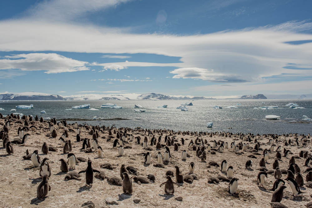 Colonia de pingüinos Adelia en la isla del Diablo, Antártida, 21 de enero de 2022.