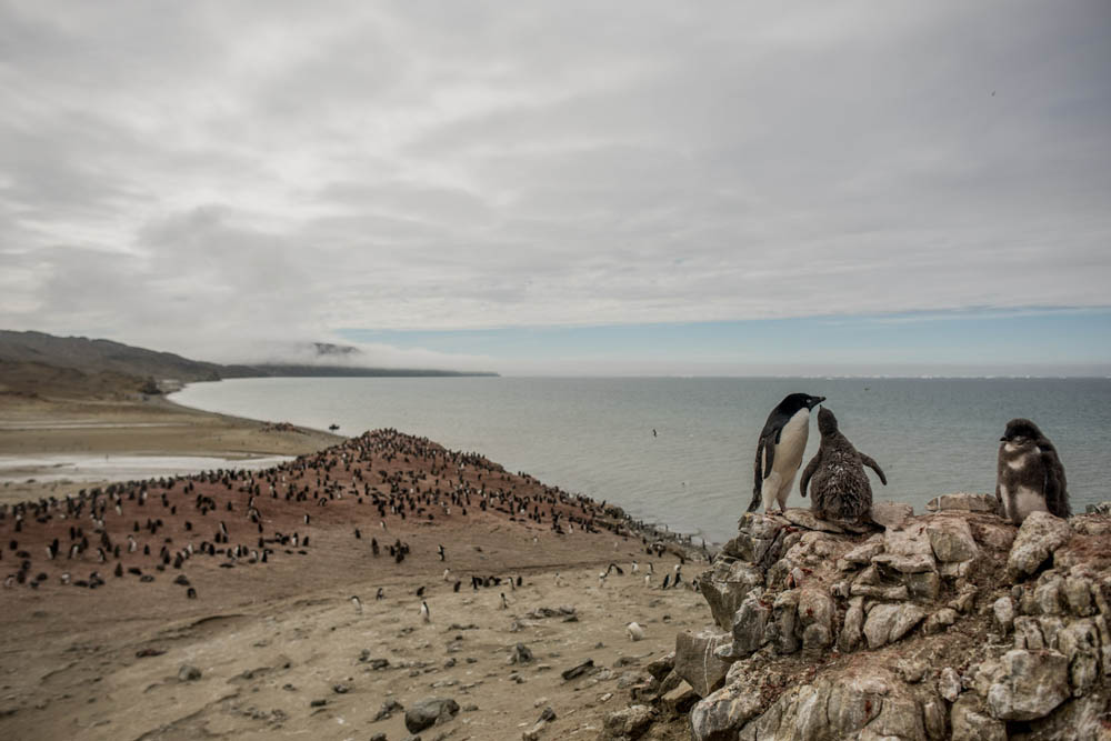 Adelie penguings en Penguin Point de la isla Seymour, Antártida, 25 de enero de 2022.
