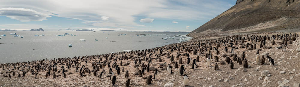 Imagen ortomosaica de una colonia de pingüinos Adelia en la isla del Diablo, Antártida, 21 de enero de 2022.