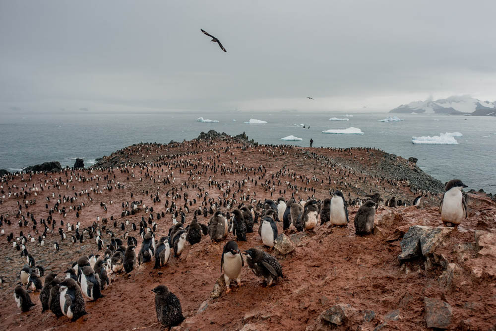 El científico Michael Wethington cuenta nidos de pingüinos en una colonia de pingüinos Adelia en la colonia Tay Head, en la isla de Joinville. 1 de febrero de 2022.