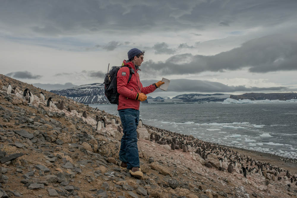 El científico Alex Borowicz cuenta polluelos de pingüinos en una colonia de pingüinos Adelia en la isla Vortex, Antartic Sound. 22 de enero de 2022.