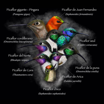 Láminas ilustrativas sobre especies de aves: una forma de acercar la información a las personas, por Joel Cabezas