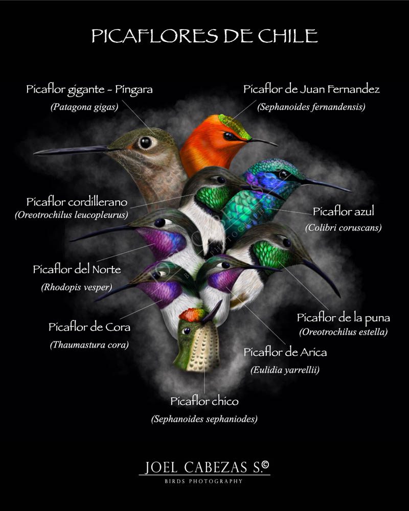 Láminas ilustrativas sobre especies de aves: una forma de acercar la información a las personas, por Joel Cabezas