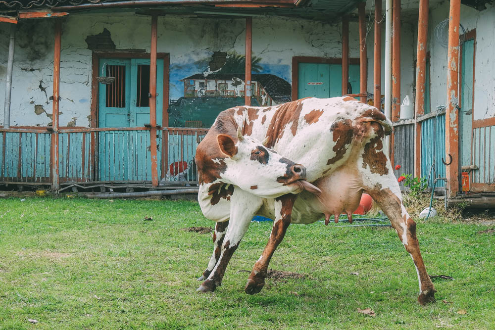 Vaca lechera (Bos taurus) ©María Matijasevic
