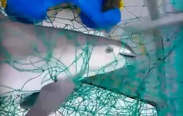 Vaquita marina atrapada en red de pesca de totoaba.