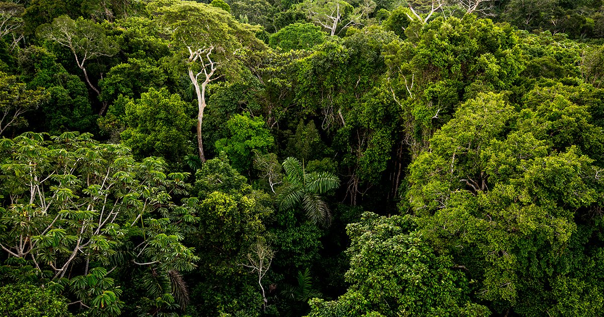 Wired Amazon. Crédito: Rainforest Expeditions