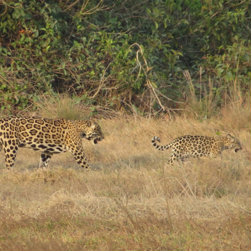 ESTUDIO | La estrategia secreta de las hembras de jaguar para evitar el asesinato de sus crías