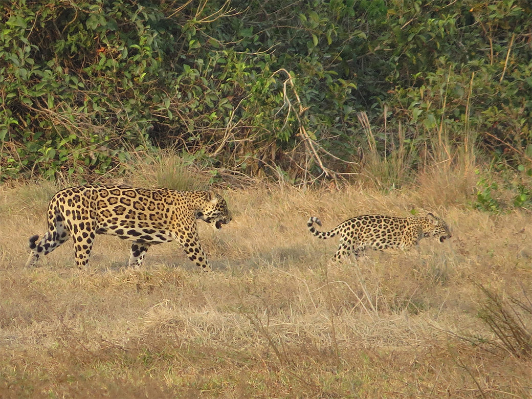 ESTUDIO | La estrategia secreta de las hembras de jaguar para evitar el asesinato de sus crías