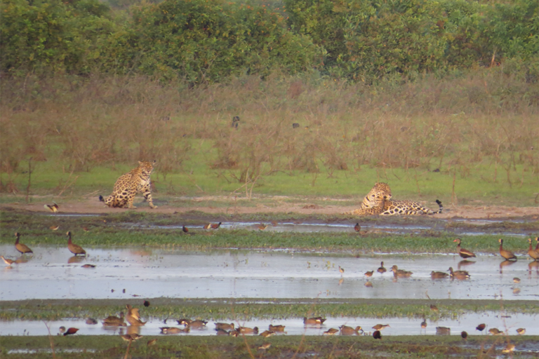 Jaguares en la reserva La Aurora en Los Llanos colombianos. Foto: Jorge Barragán.