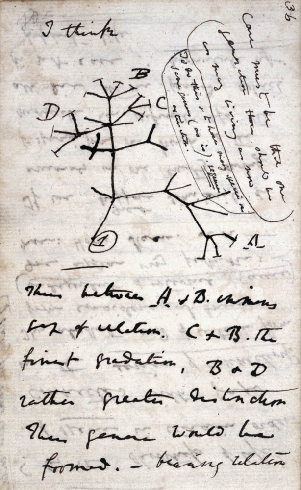 2. Dibujo árbol de la vida-Darwin 2