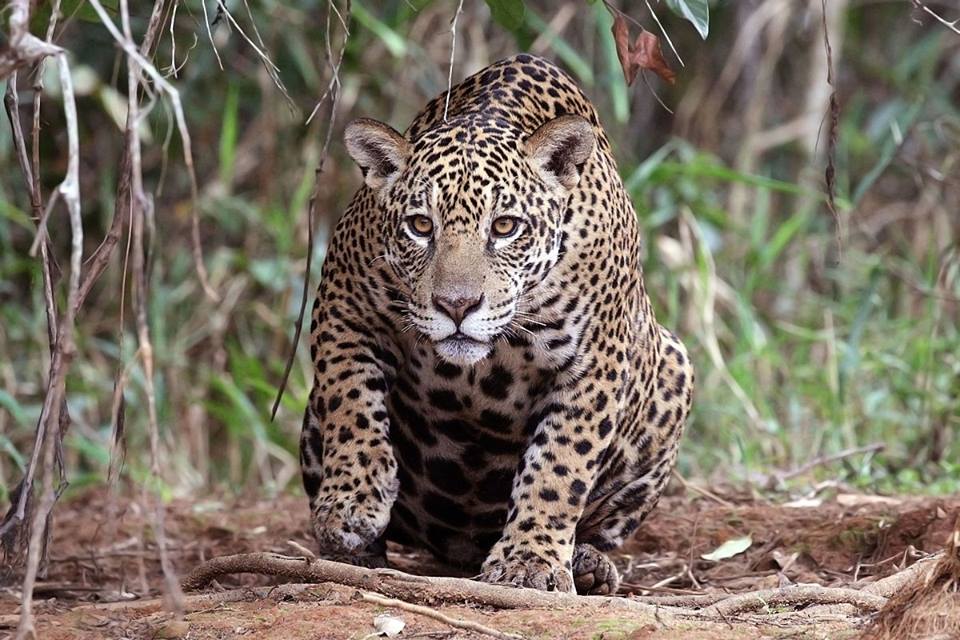 El jaguar está en peligro en algunas regiones de Colombia. Foto: Wikimedia Commons.