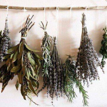 Guía práctica de plantas medicinales: Una ayuda natural para combatir los síntomas de enfermedades típicas del invierno