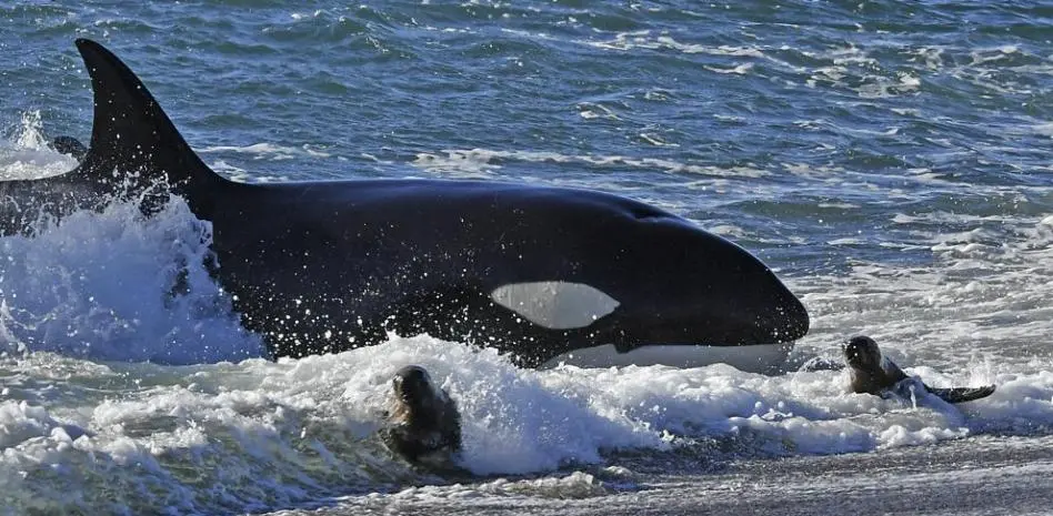 Argentina | La historia detrás de un vídeo: Así cazan las orcas en Punta Norte, en la Península de Valdés.