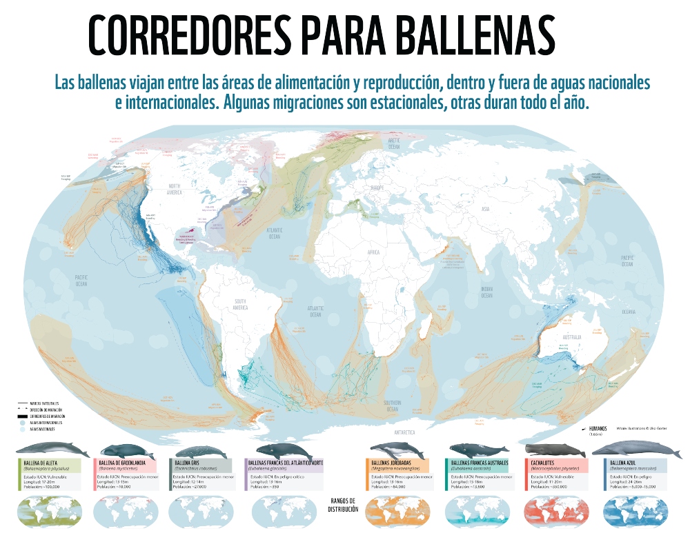 corredores_ballenas_alta_resolucion