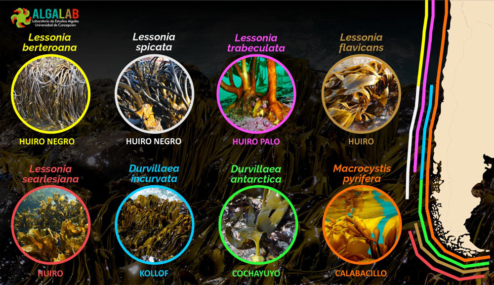 Diferentes especies de algas pardas que forman bosques en chile y su distribución. Créditos: ©Erasmo Macaya | Laboratorio de Estudios Algales de la Universidad de Concepción (Algalab)
