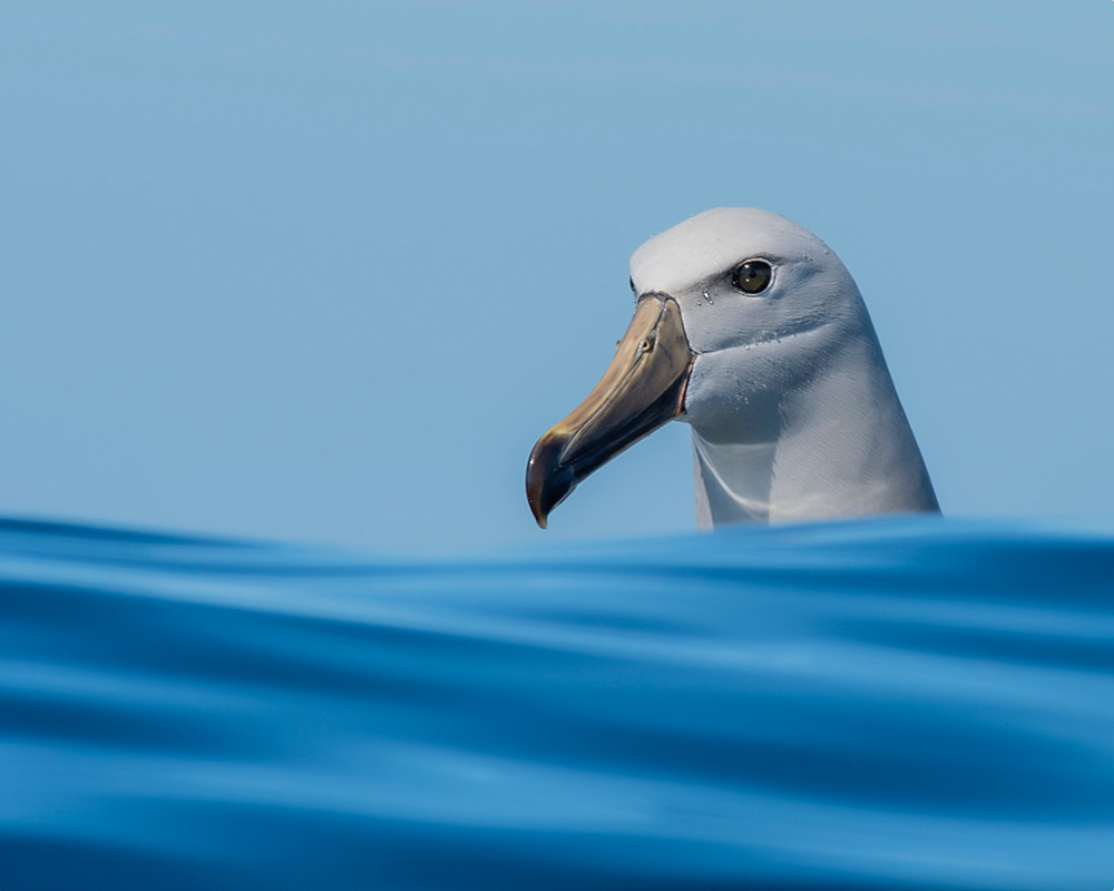 El asomo del Albatros – Rubén Barraza