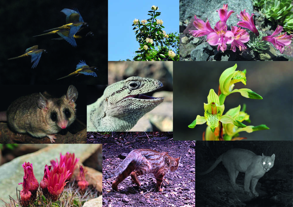 Algunas de las especies del SDLN El Ajial. ©El Ajial