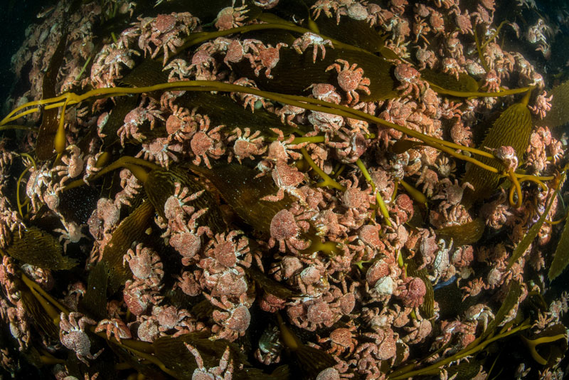 Bosques de algas en Cabo de Hornos. Créditos: ©Enric Sala | National Geographic