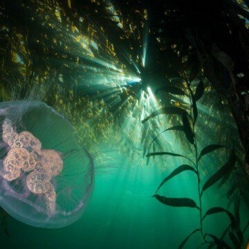 Los increíbles bosques submarinos, ecosistemas clave para la vida bajo el agua