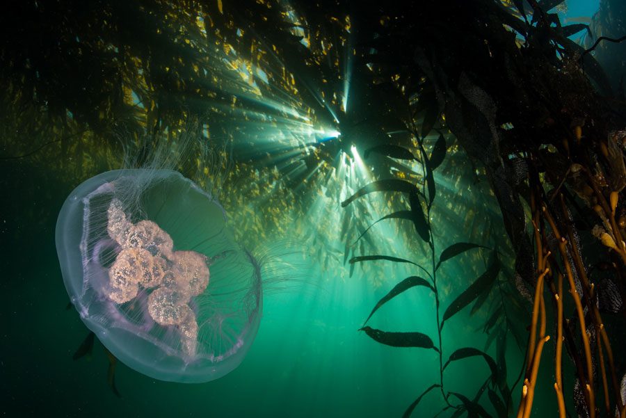 Los increíbles bosques submarinos, ecosistemas clave para la vida bajo el agua