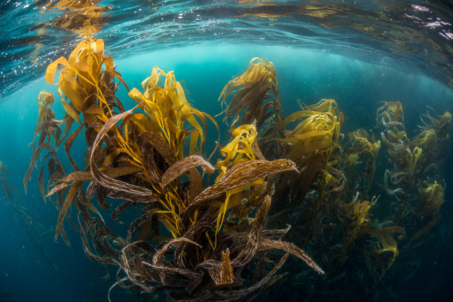 Bosques de algas en Cabo de Hornos. Créditos: ©Enric Sala | National Geographic