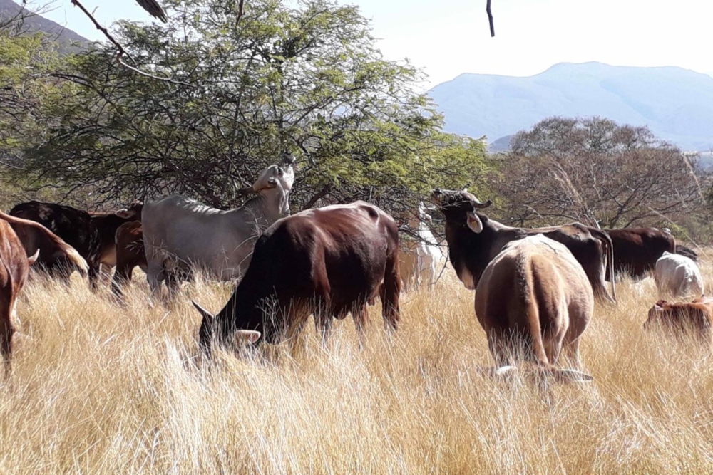En Latinoamérica hay varias iniciativas que promueven una ganadería más responsable con el medio ambiente. Foto: Cortesía.