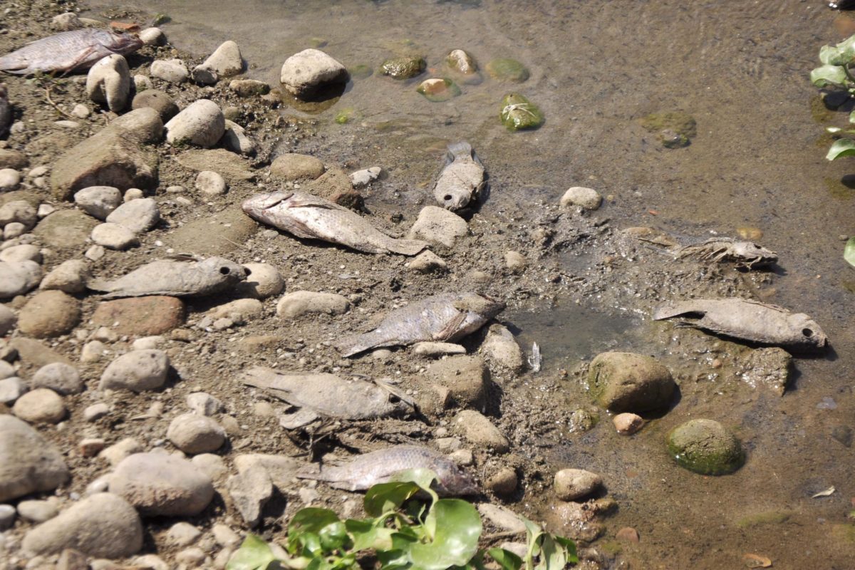 #RíoTáchiraEnvenenado: una cuenca binacional que agoniza en silencio en Colombia