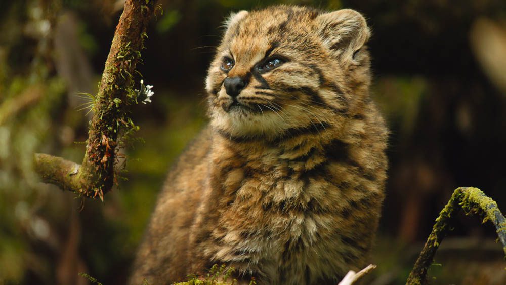 Estrenan “Nuestros Grandiosos Parques Nacionales”, la serie documental que dedica un capítulo a la Patagonia chilena