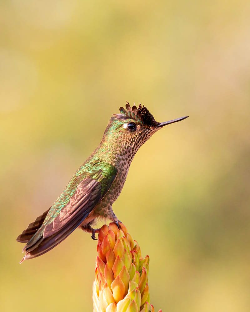 Descubriendo al picaflor chico, el colibrí más austral del mundo