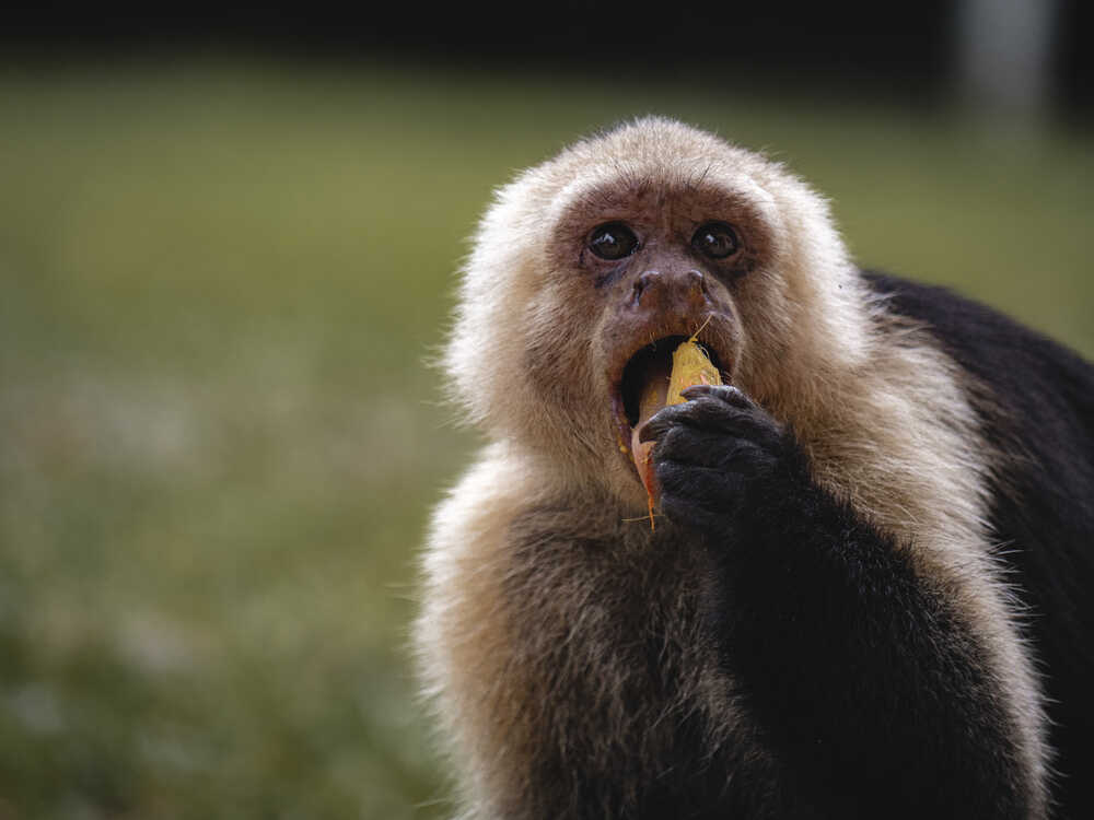 Mono capuchino (Cebinae) ©Benjamín Valenzuela Wallis