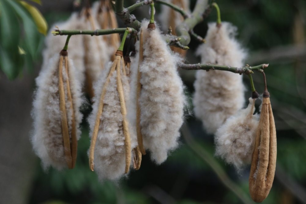 México: Conoce la seda o «algodón de la ceiba», una fibra súper liviana y resistente que brota del árbol sagrado de los mayas