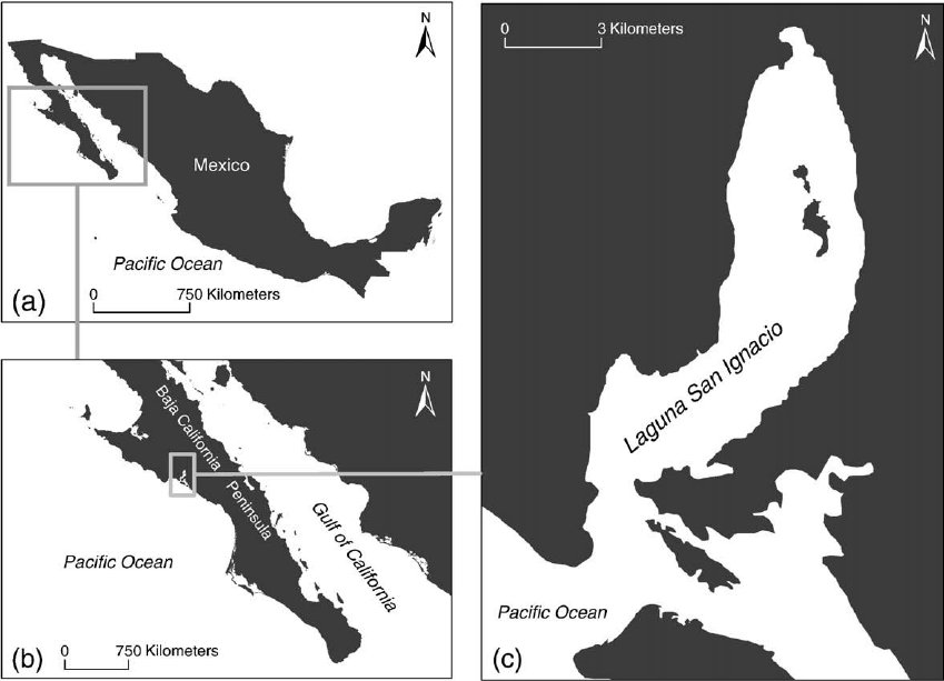 Map-of-the-Laguna-San-Ignacio-region-Baja-California-Sur-Mexico