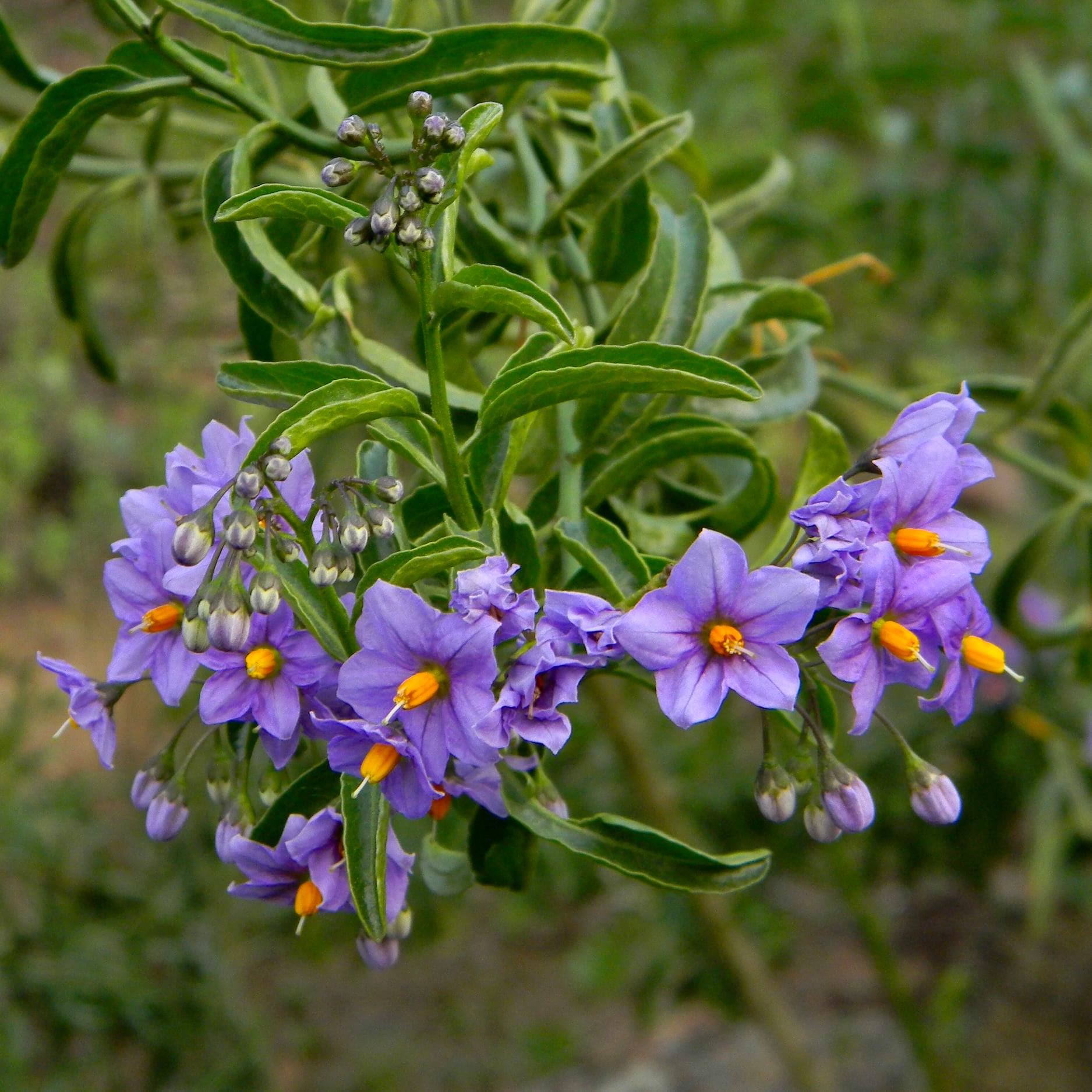 Natre (Solanum ligustrinum Lodd). Créditos: ©Benito Rosende