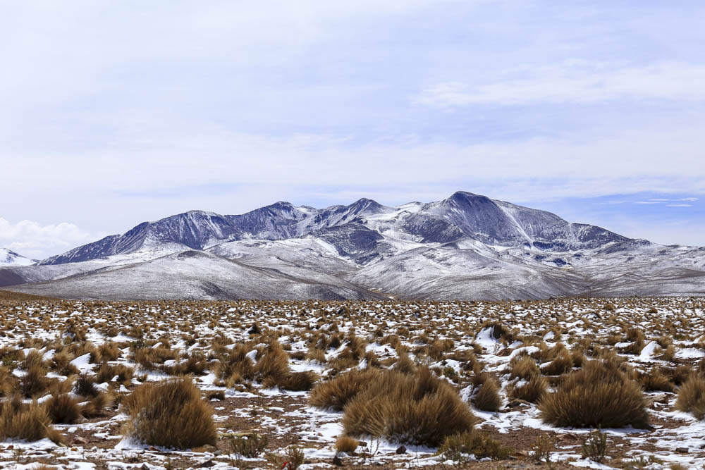 Paja brava, de fondo la cordillera de los Andes nevada – Colchane