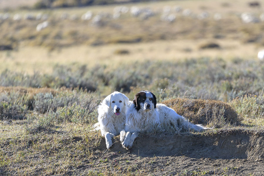 Palomo y China. Perros guardianes de ganado en estancia Cerro Guido. Crédito: ©Pía Vergara