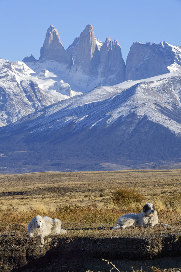 Doroteo y Palomo en Estancia Cerro Guido. Perros guardianes de ganado. Créditos: ©Pía Vergara