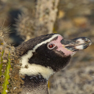 Día Mundial del Pingüino| Un acercamiento al pingüino de Humboldt y su importancia en el Archipiélago de Humboldt