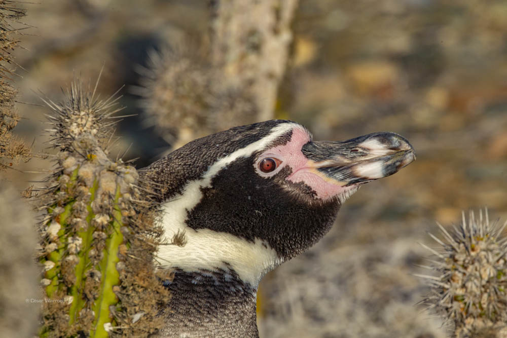 Día Mundial del Pingüino| Un acercamiento al pingüino de Humboldt y su importancia en el Archipiélago de Humboldt