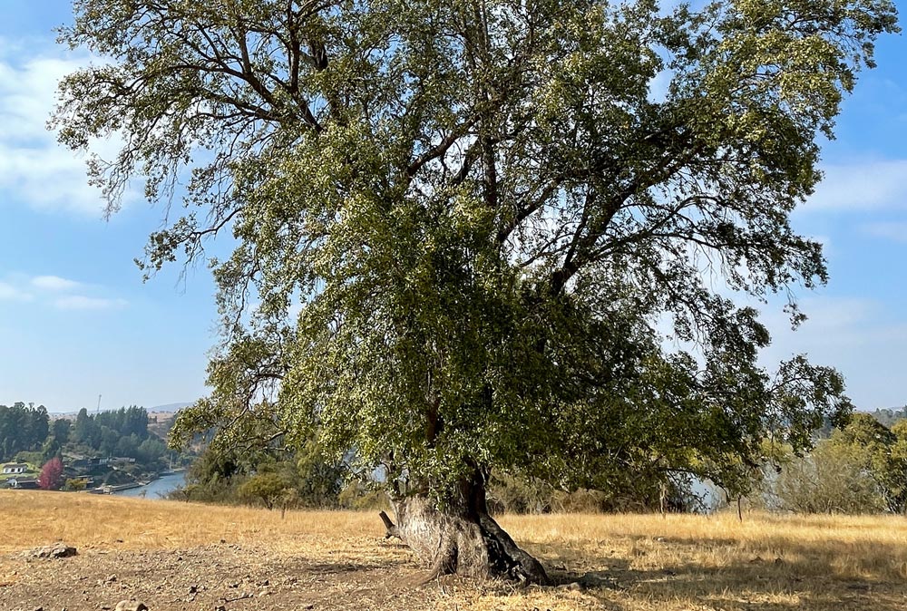 El quillay, un emblemático árbol que resiste en la zona central de Chile