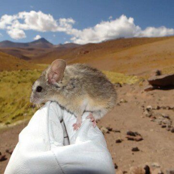 El increíble roedor de los Andes que rompe récord mundial de altura