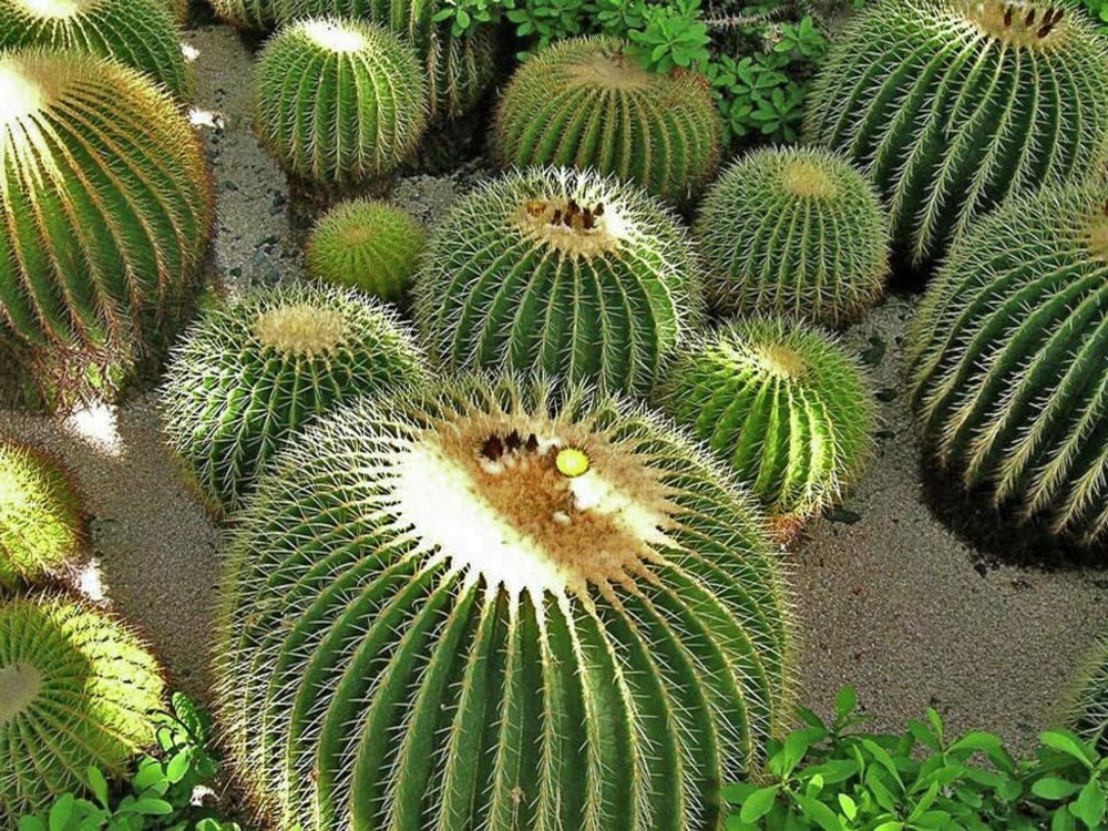 México es el país en Latinoamérica con mayor distribución de especies de cactus. Crédito: © Sputnik Mundo