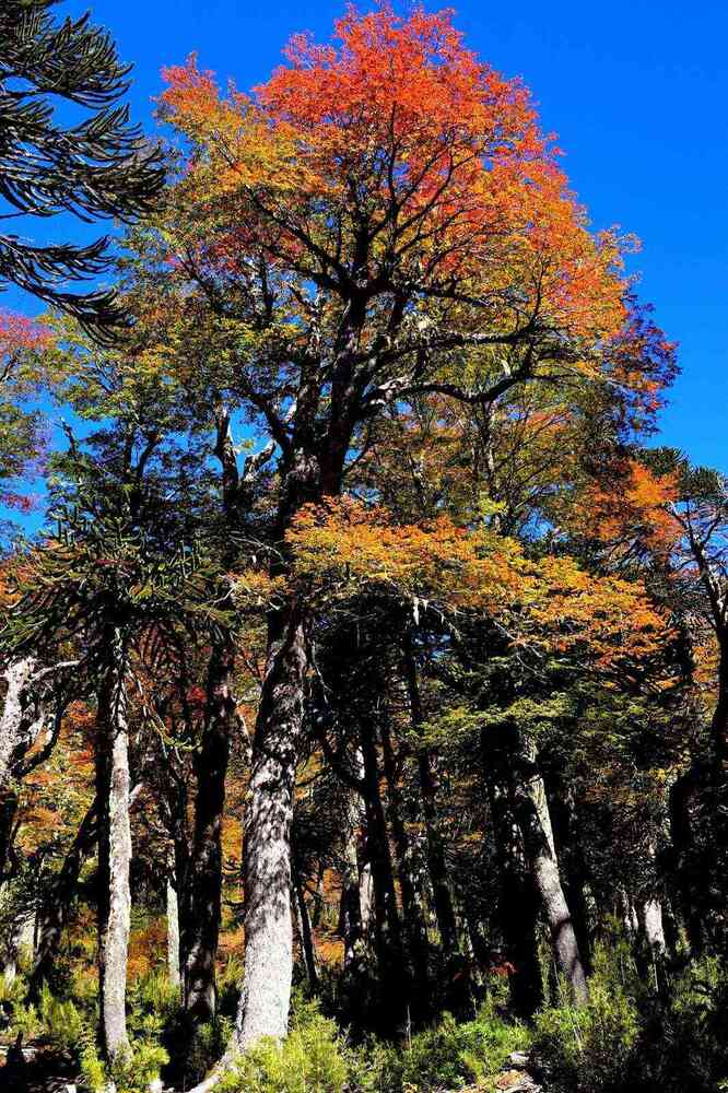Parque Nacional Tolhuaca ©Erika Benavides a través de Parque Nacional Tolhuaca