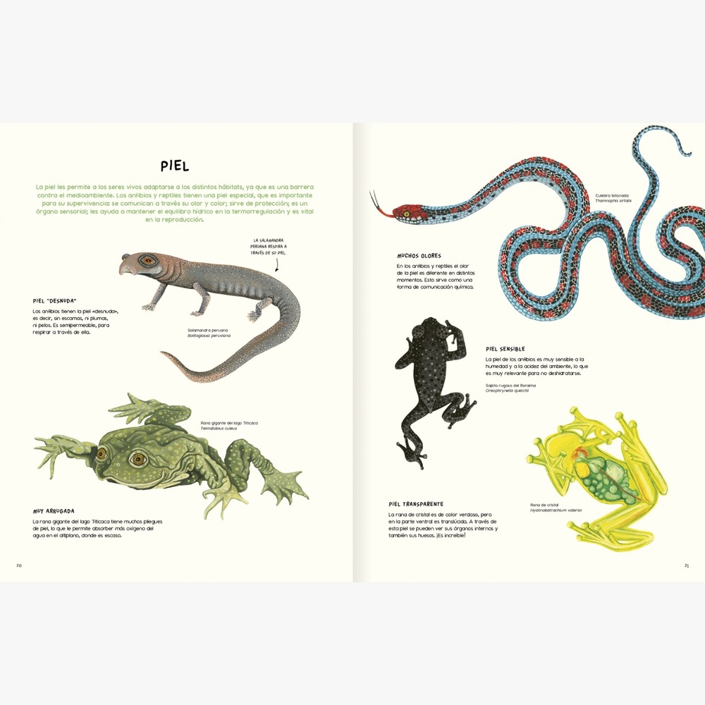 Libro “Agua y Tierra, Anfibios y Reptiles de América” ©Amanuta