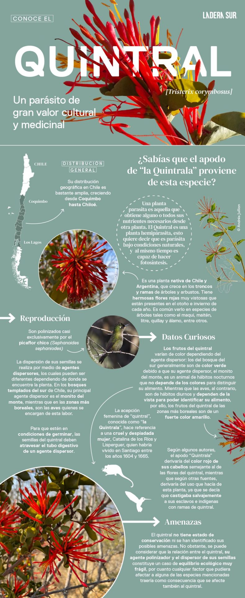 Infografia Ladera Sur - Amelia Ortúzar